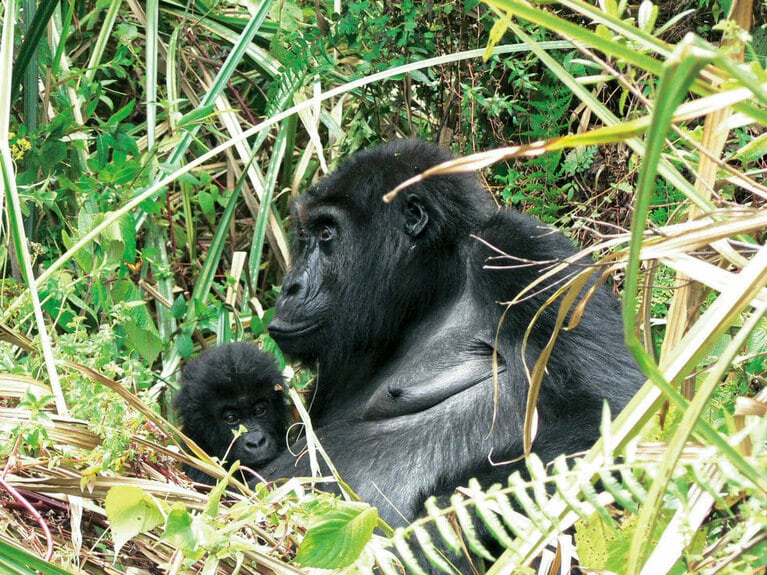 ヒガシローランドゴリラの母親と1歳の子ゴリラ。ゴリラの育児は授乳までが母親の仕事となる。