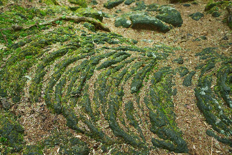 冷え固まった溶岩流の上を苔が覆い、それを土台に樹海の原生林が形成された。