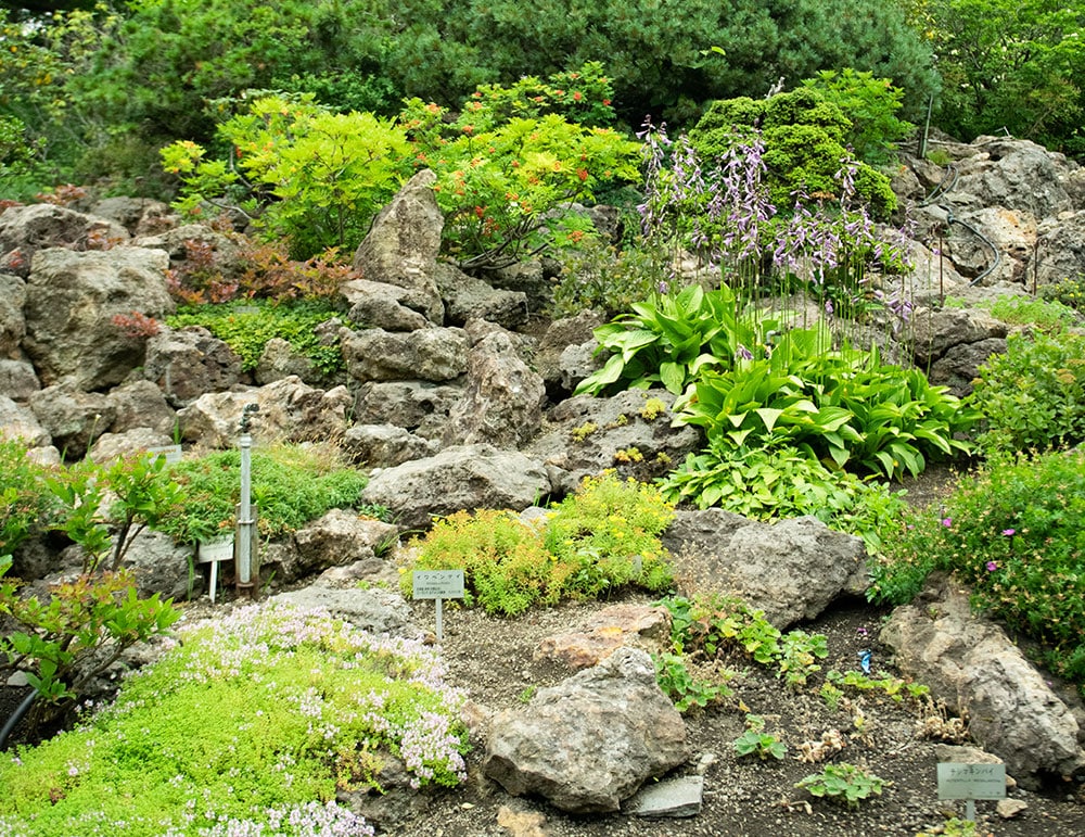 大雪山系トムラウシ山を模し、ロックガーデンに仕立てた高山植物園。北海道の約600種の高山植物が見られる。