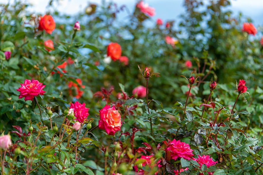 春・秋には約110種・約600株のバラが花開きます。