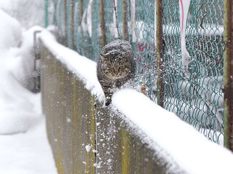 「雪が積もるとニャ……パトロールのときに歩きにくくて大変なのニャ！」
