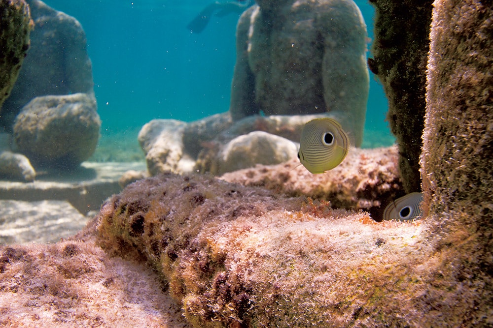 海藻やサンゴが茂る彫刻の周りは魚の楽園。“Understanding” Elier Amado Gil © MUSA