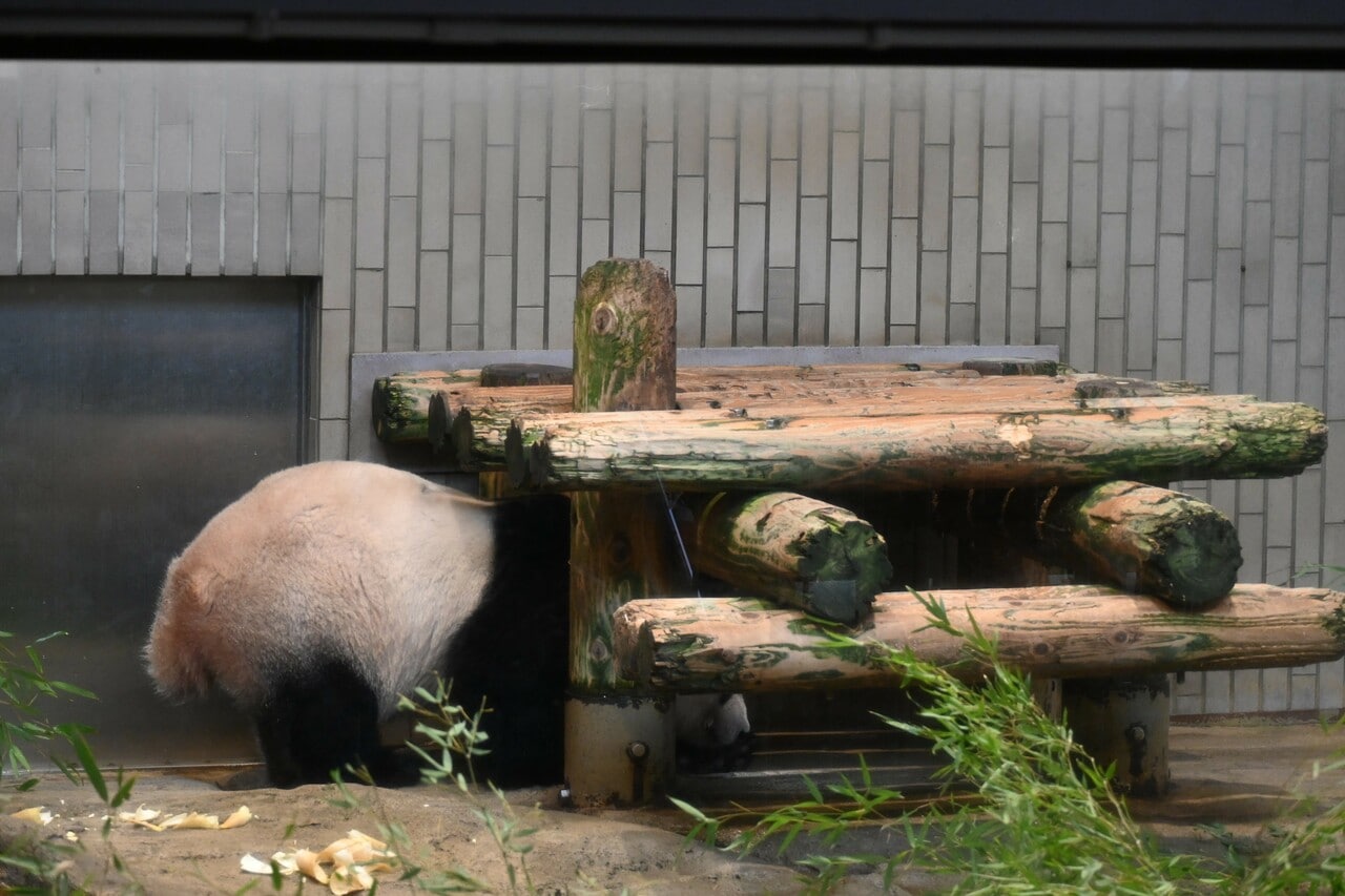 木組みをくぐるシャンシャン。（2023年2月19日、筆者撮影）