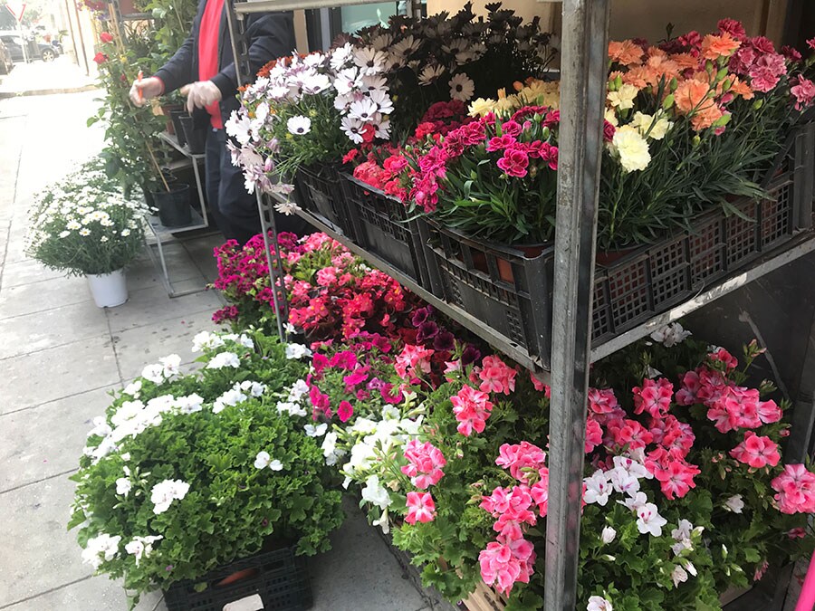 4月中旬に再開が許可されたお店のカテゴリーには花屋さんも！　わが家もラベンダーの鉢を購入。