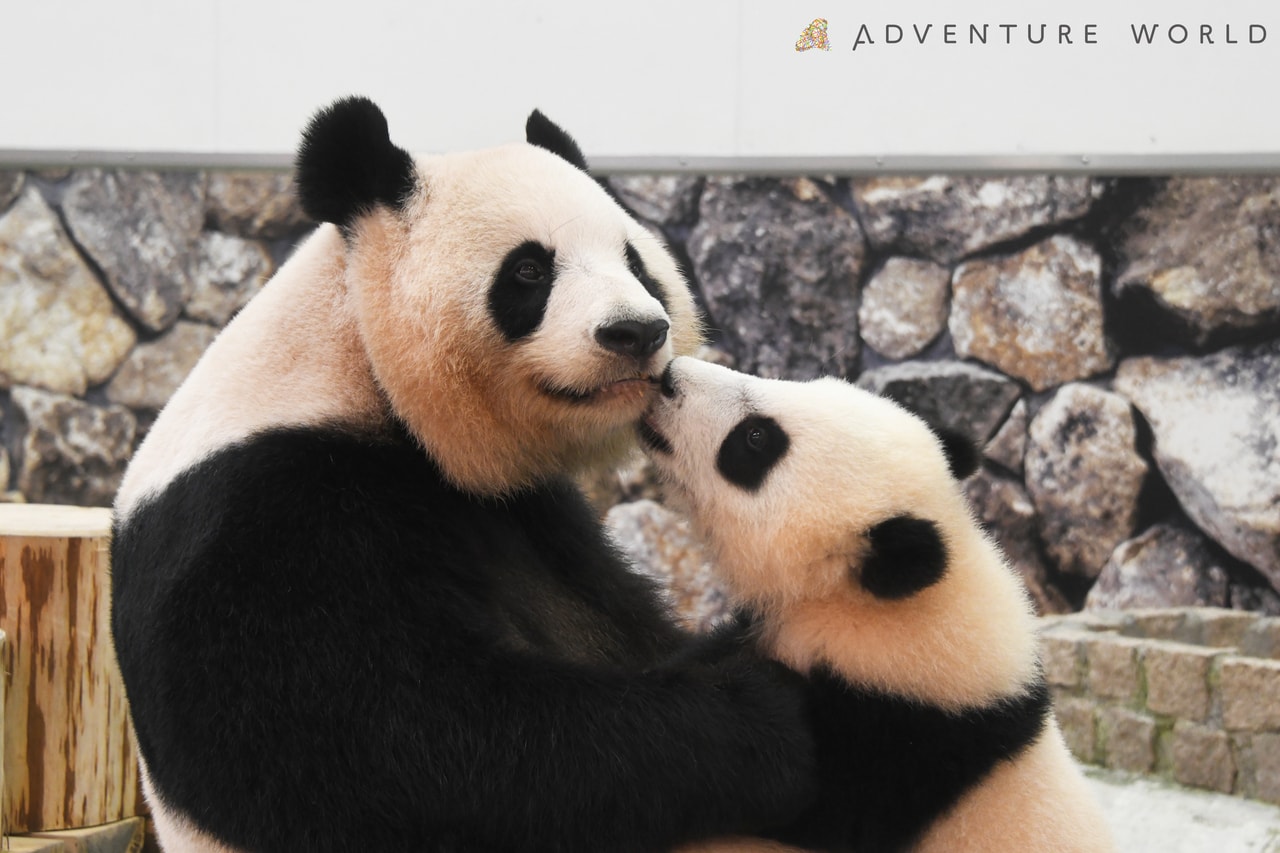 良浜と楓浜。©アドベンチャーワールド