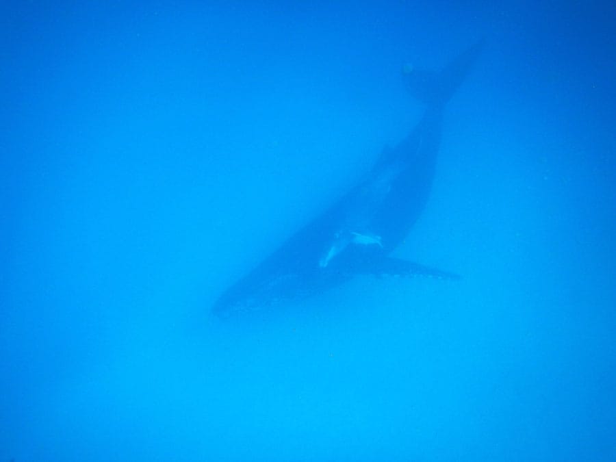 足を動かさないように気を付けつつ、何度もシャッターを切りました。