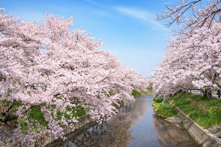 岩倉桜まつり。