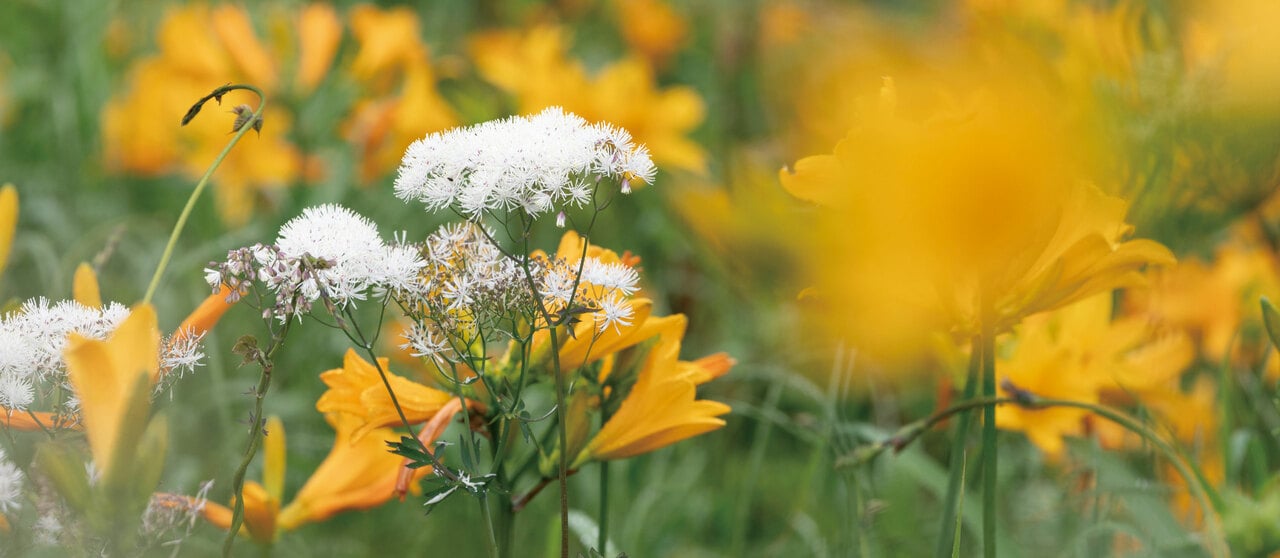 黄色い花は佐渡市の花、トビシマカンゾウ。白い花はカラマツソウ。