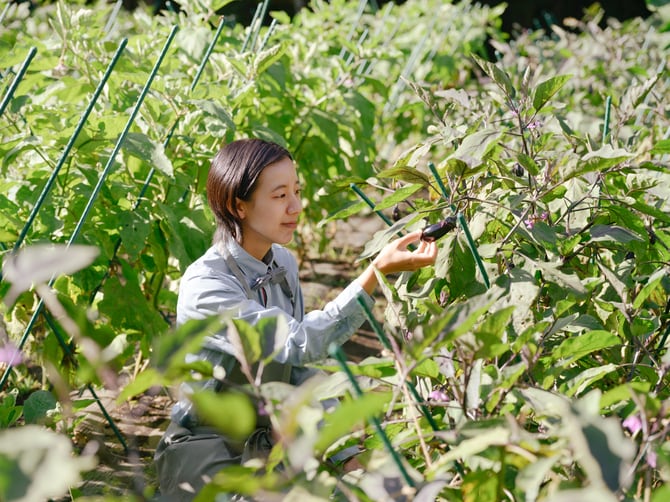 日々の畑を観察しながらアクティビティの内容を考える。