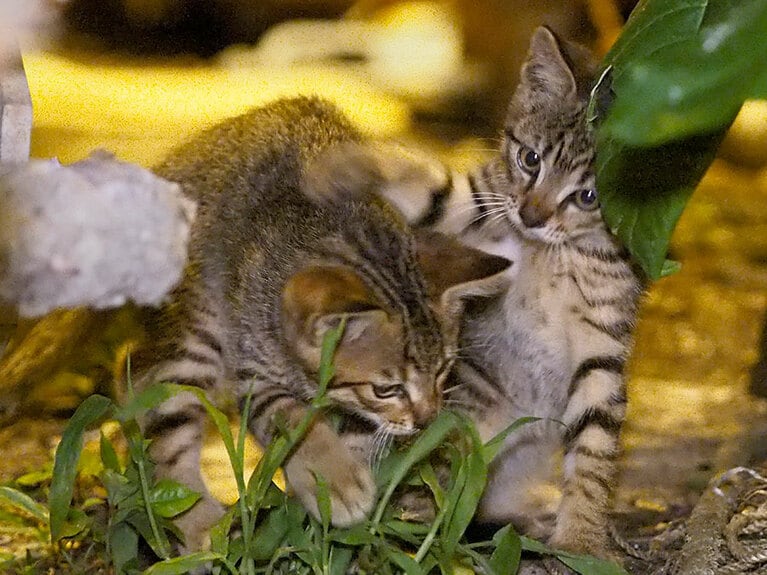 「イイかげんにしニャさい!!」「アカン！　ツッコミのタイミングが遅いニャ！　こんなんじゃ『M-ニャングランプリ』のファイニャリストに勝ち進めないのニャ!!」