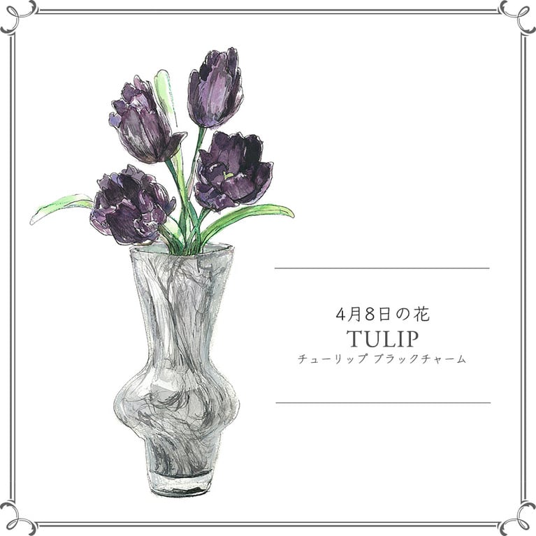 4月8日の花「チューリップ ブラックチャーム」