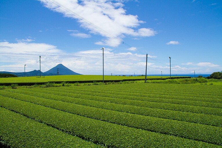 開聞岳とお茶畑。写真協力：公益社団法人　鹿児島県観光連盟