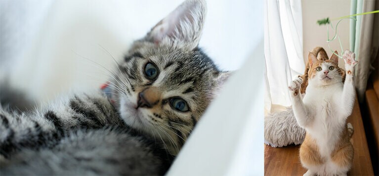 自然光の入る窓辺など、明るい場所での撮影がおすすめ。