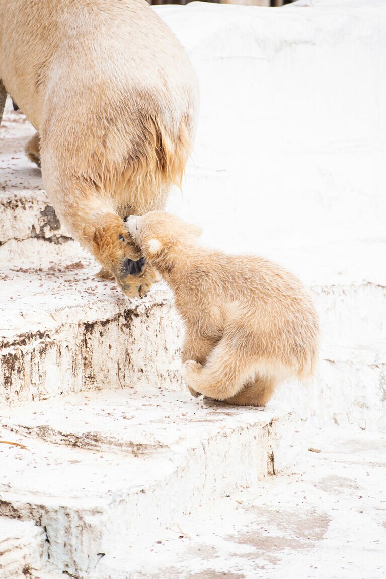 ママにはなかなか追いつけない。ホウちゃんの今後の成長に期待！