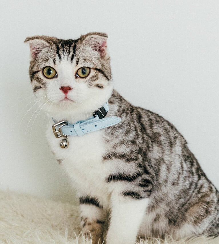 CHESHIRE ＆ WAINの首輪「Rococo Collection」。16,500円／HEARTH