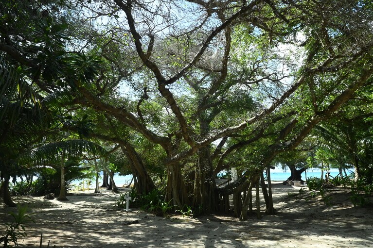 島は一周、歩くことができます。こんな立派な大樹も。