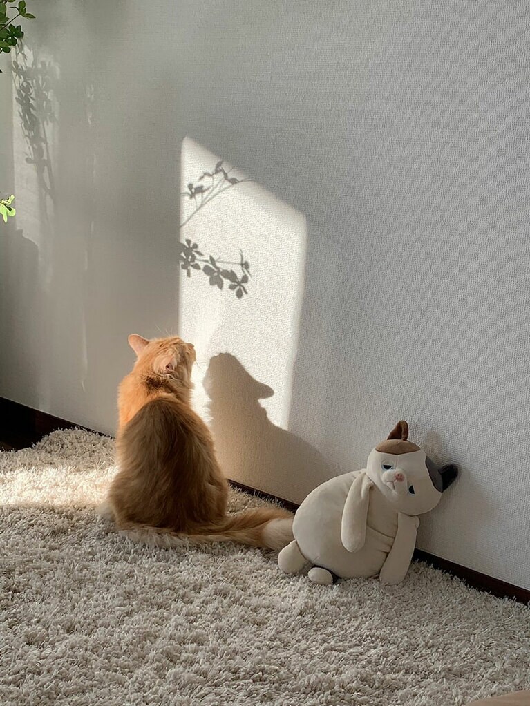 ラテ オス 6歳。猫一倍!?　寂しがりやで、いつもサイレントニャーのか弱いラテですが、わたしたち家族を危険から守るため、お尻を向けて頑張ってくれます笑 この写真はそんな優しく頼もしいラテに神々しい光があたった奇跡の写真です。顔は見えませんが、目がくりくりのラブリーなラテをよろしくお願いします（はるかじゅんさん）。