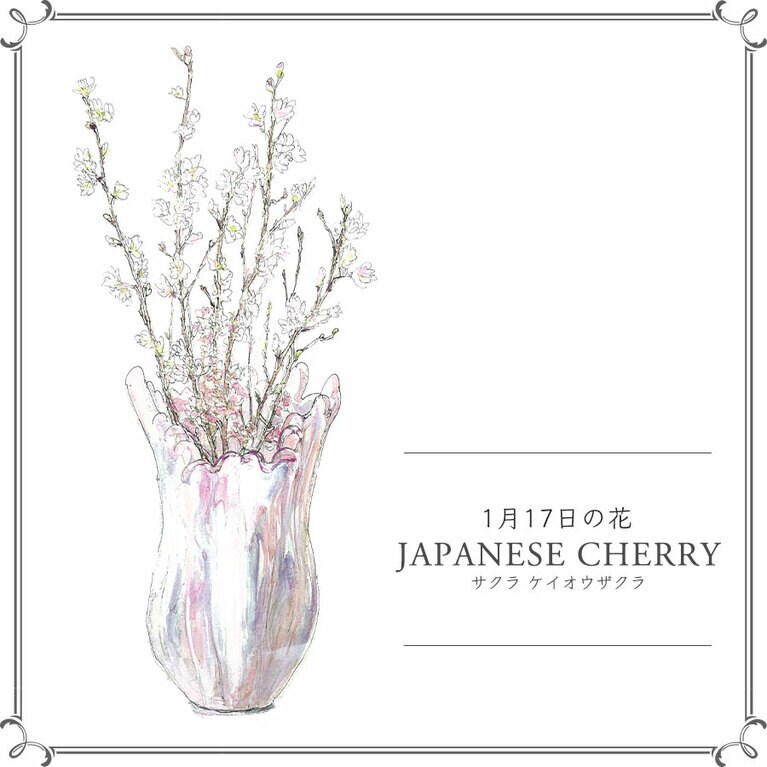 1月17日の花「サクラ ケイオウザクラ」