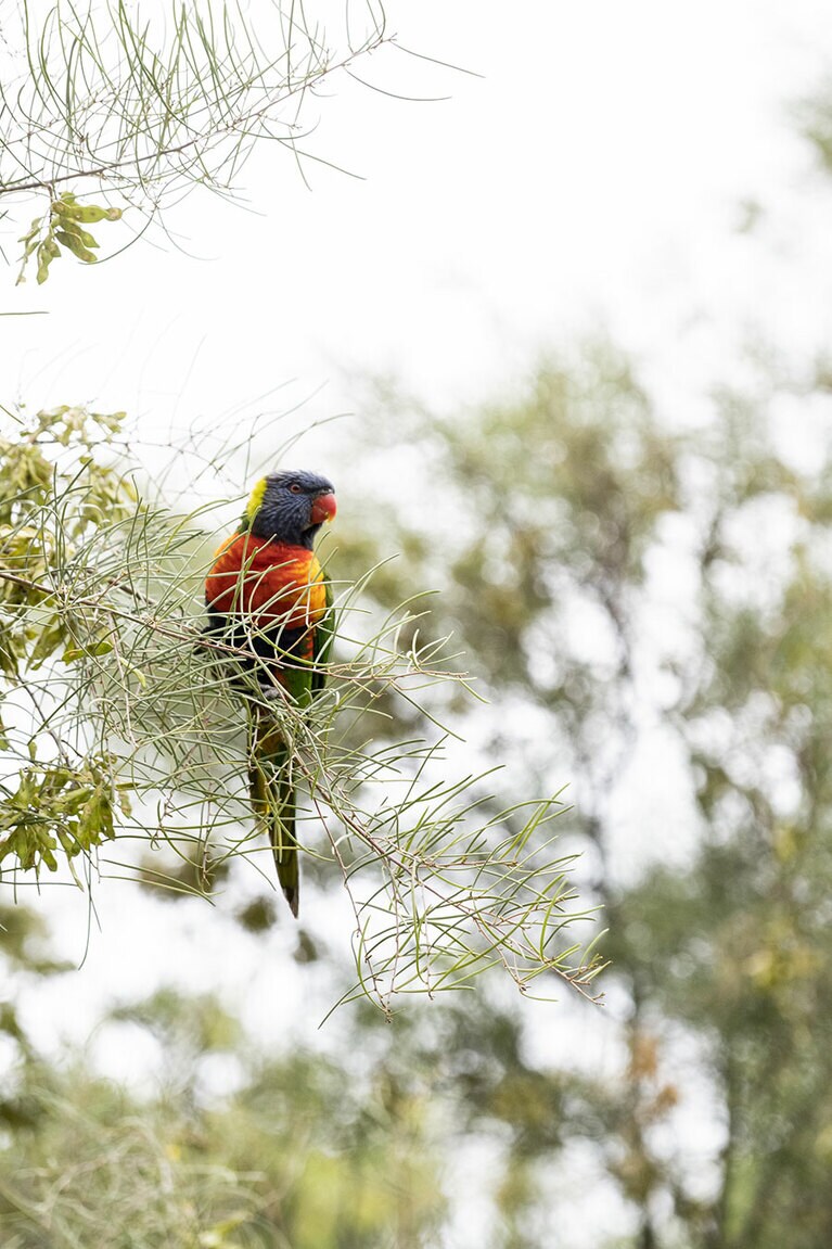 キングスパーク。