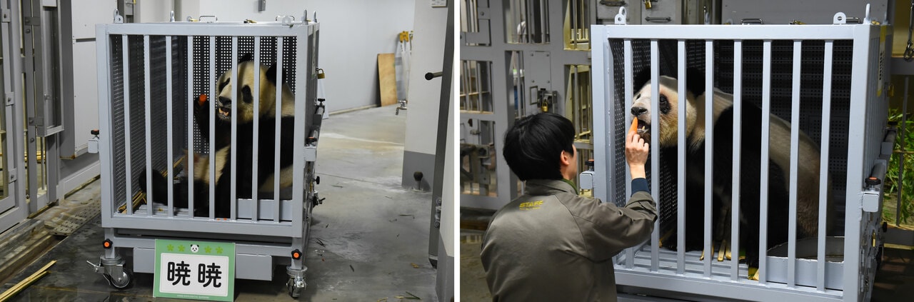 輸送箱に入ったシャオシャオ（左）とレイレイ。（提供：（公財）東京動物園協会）