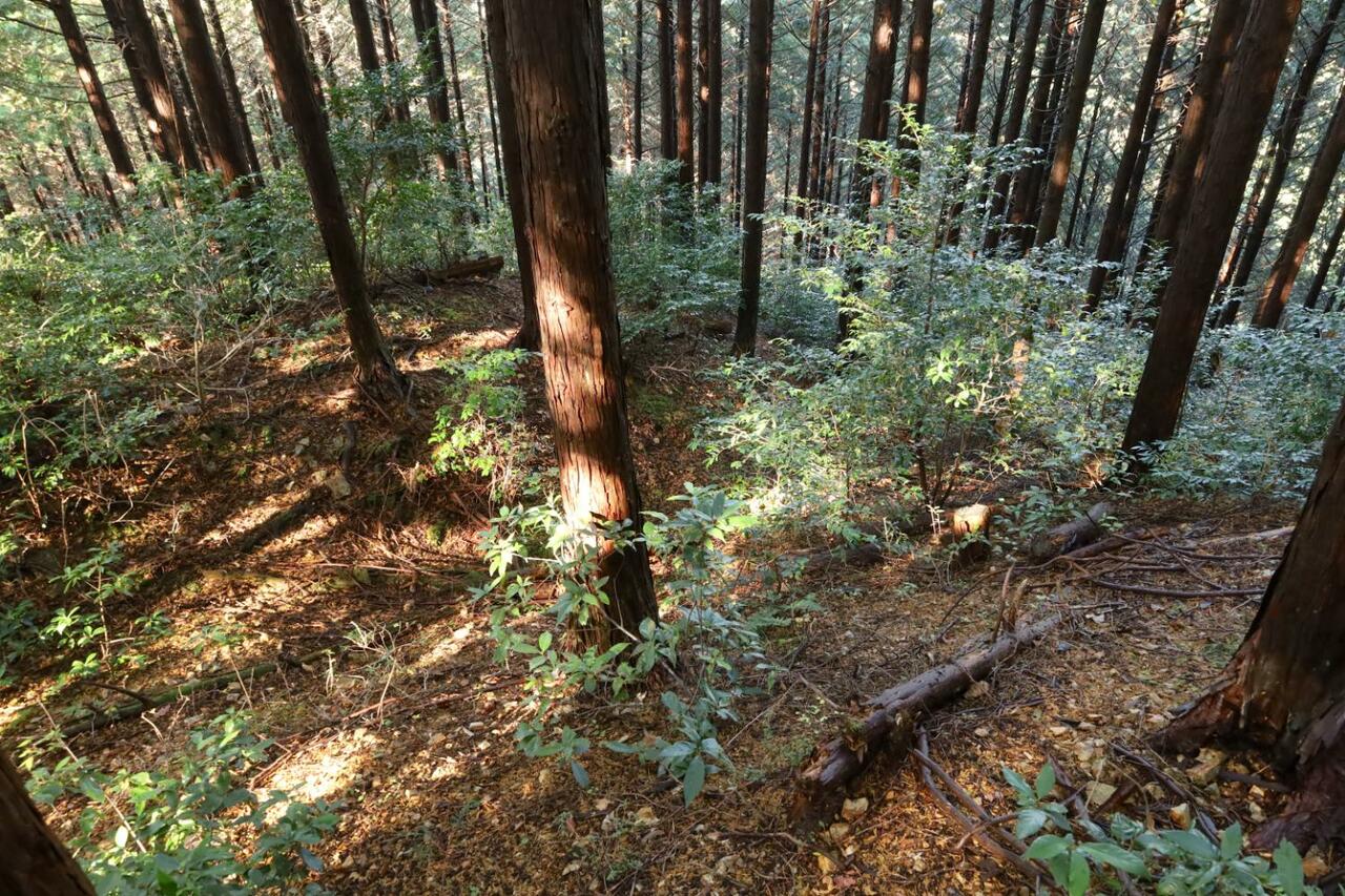 城内側から堀切を見下ろす。左上の尾根を下った先に、ここまで見てきた堀切がある