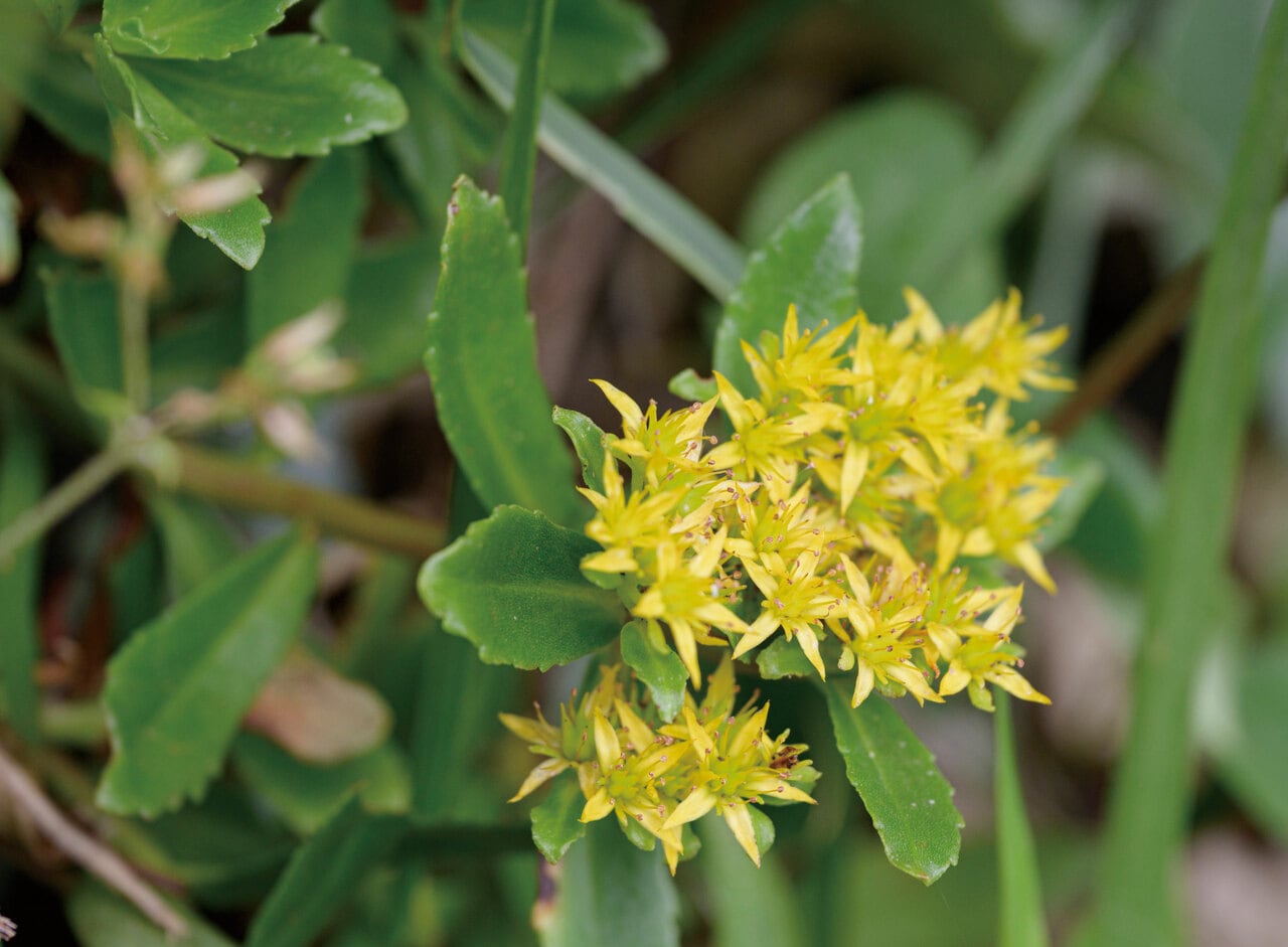 岩場などに生育するエゾノキリンソウ。