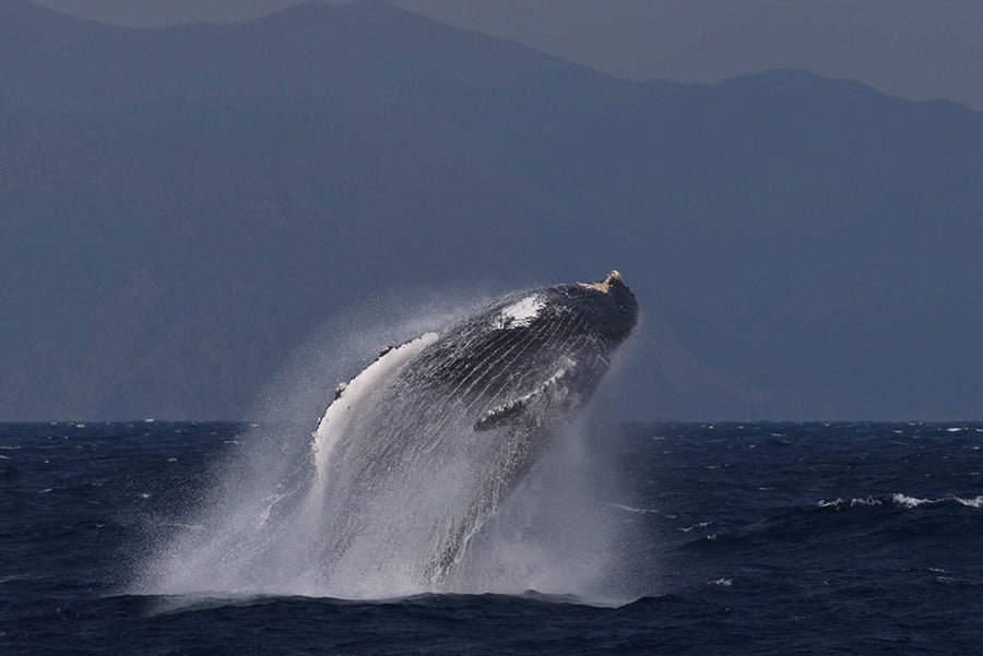 【鹿児島県】徳之島のクジラ岬。