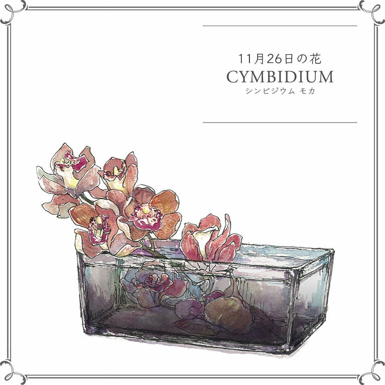 11月26日の花「シンビジウム モカ」