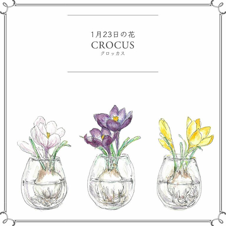 1月23日の花「クロッカス」