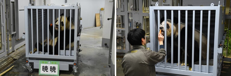 輸送箱に入ったシャオシャオ（左）とレイレイ。（提供：（公財）東京動物園協会）