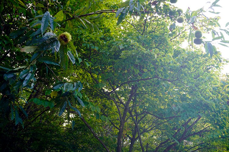 スノーピーク「陸前高田キャンプフィールド」