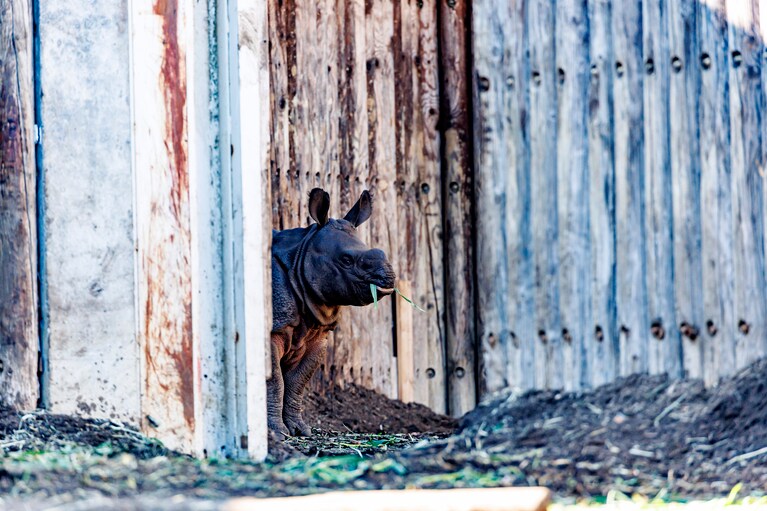 ちらりと隙間からこちらを伺うデコポン。可愛い。