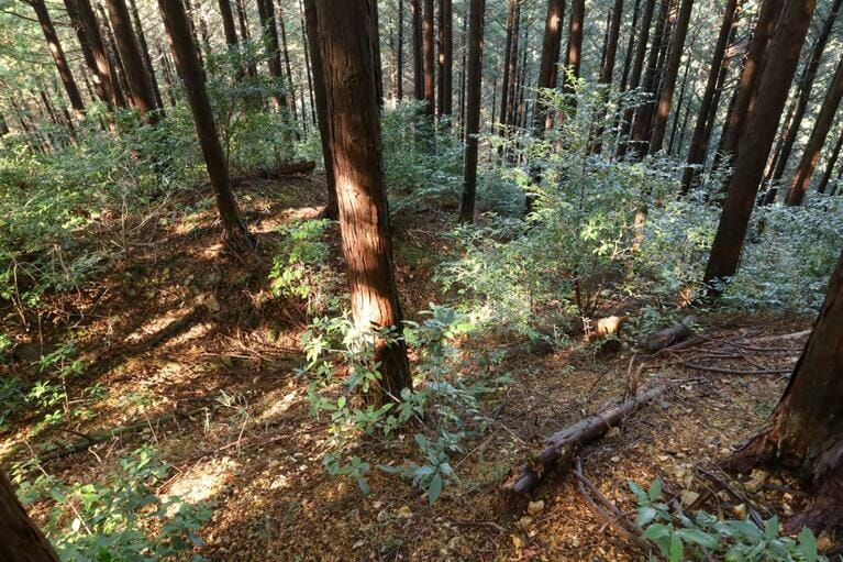 城内側から堀切を見下ろす。左上の尾根を下った先に、ここまで見てきた堀切がある