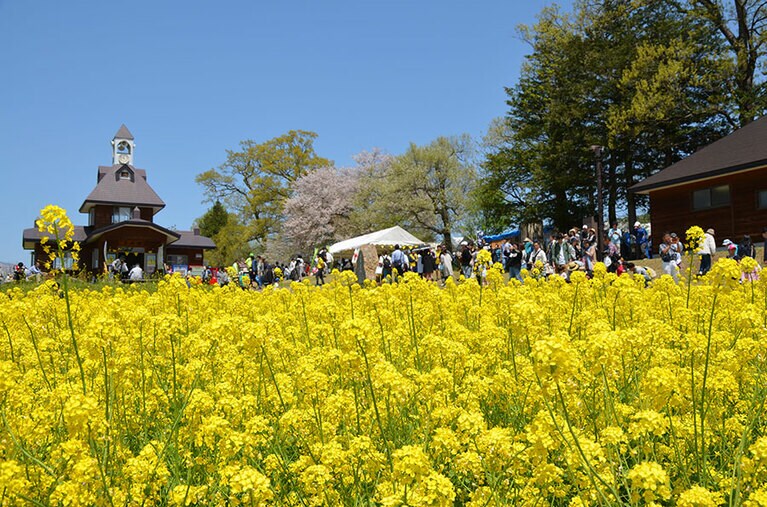 飯山市 菜の花公園。