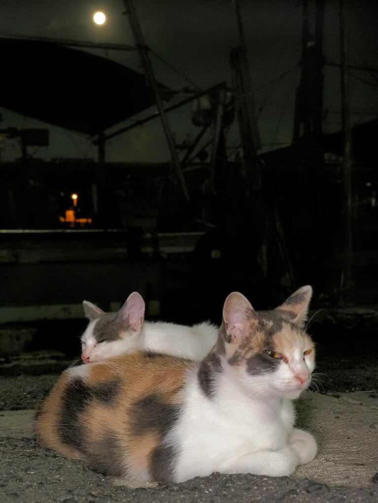 「今宵は『中秋の名月』なのニャ♪ 『お月見集会』に行きたいのだけれどニャ……チビにゃんが背中で寝ているから行けないのニャ～！」