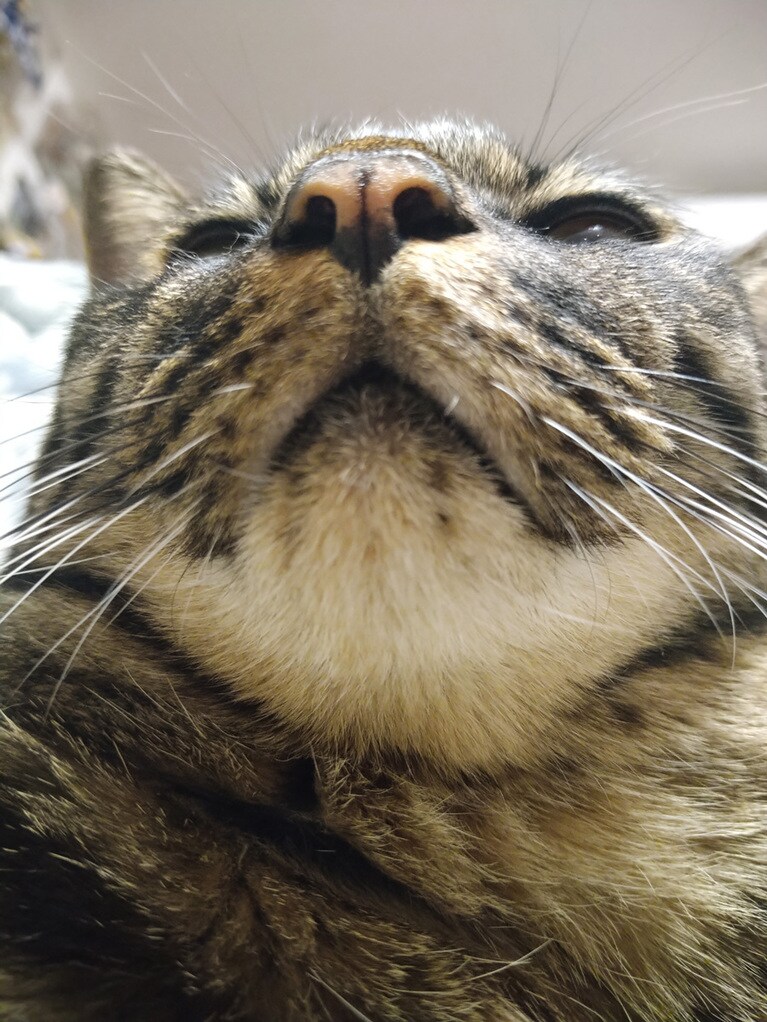 トーミ ♂ 9歳。下からのアングル。