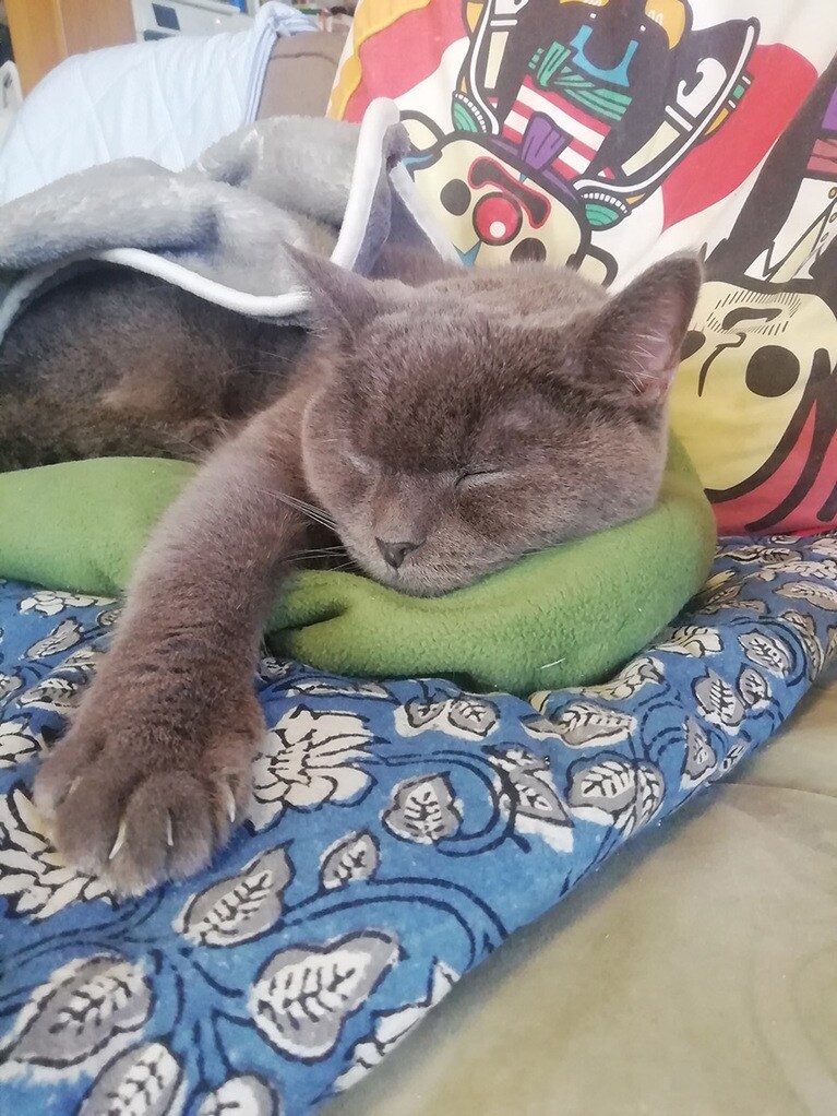 ココ ♀ 5歳。冬になって寒いのか、私のお尻用湯タンポを奪い取り、幸せそうに寝てる写真です。