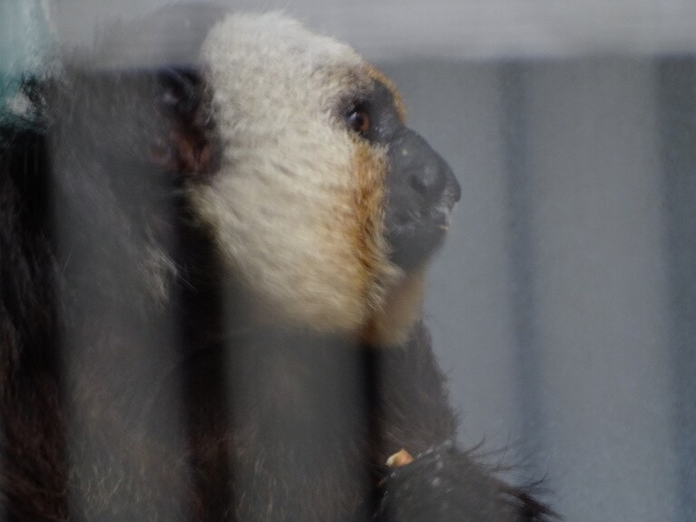 生誕祭当日のモップくん。