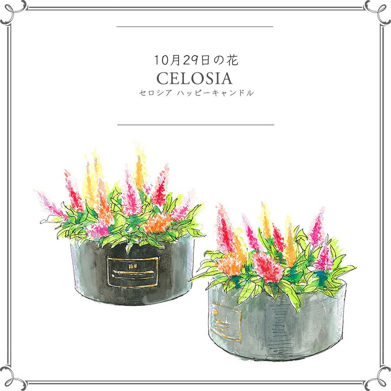 10月29日の花「セロシア ハッピーキャンドル」