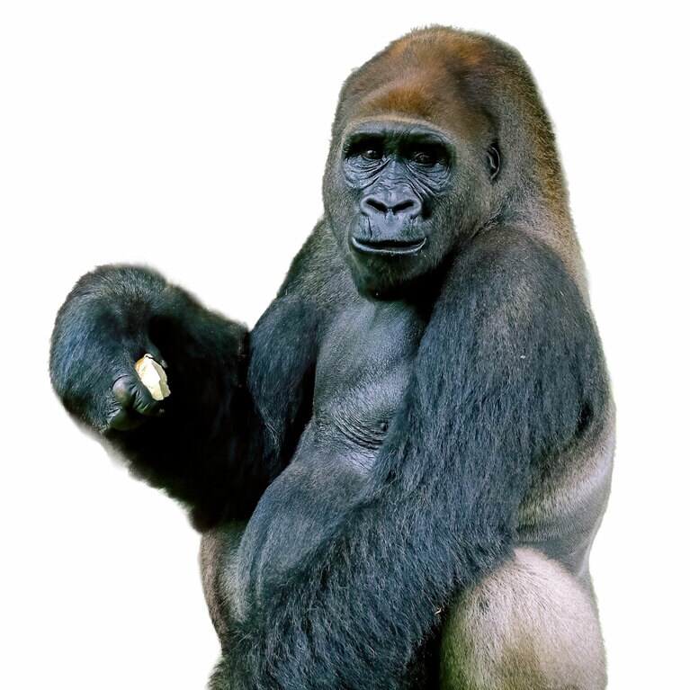 ゴリラの“老い方”から学びたいことばかり。写真：CavanImages/イメージマート