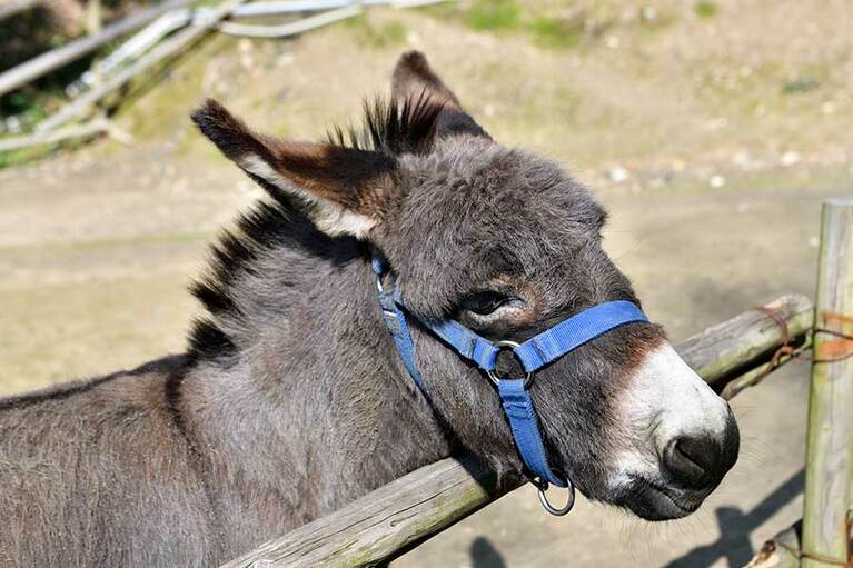 【神勝寺 禅と庭のミュージアム】「瞎驢庵(かつろあん)」には、名僧・一休禅師にその名前をあやかった「ロバの一休さん」が。