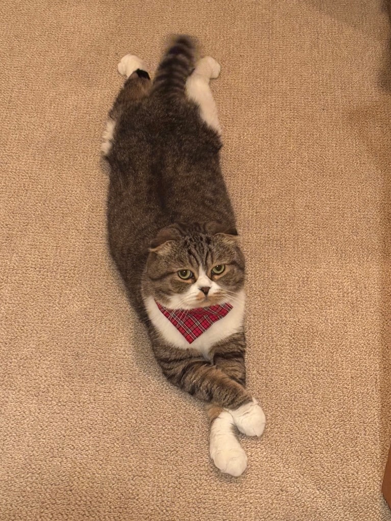 うに君は前足をクロスするのがクセだそう（阪本さん提供）