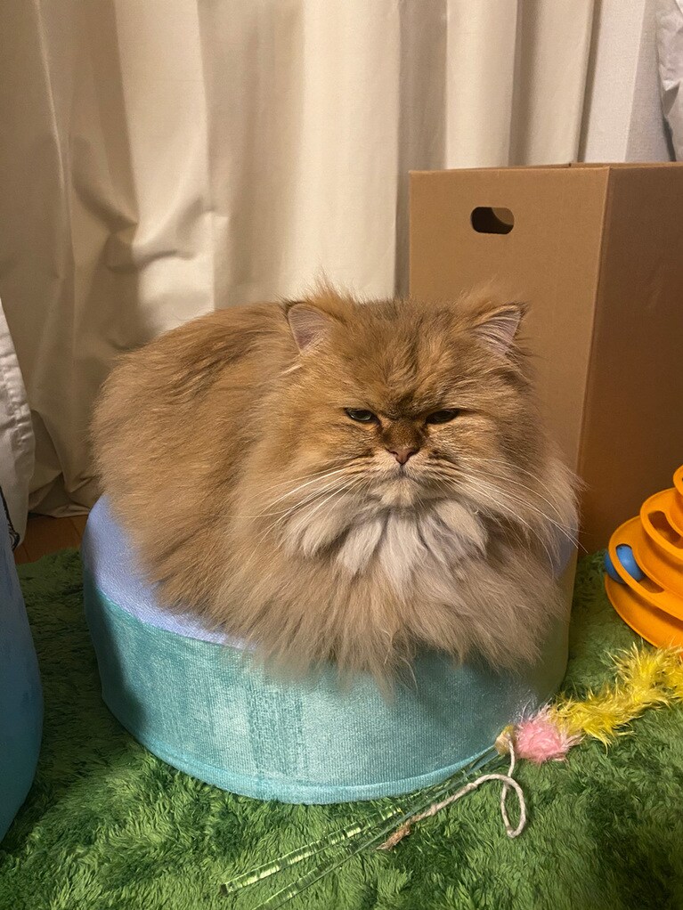 なーちゃん ♂ 3歳。おこじゃないよねむだよ。