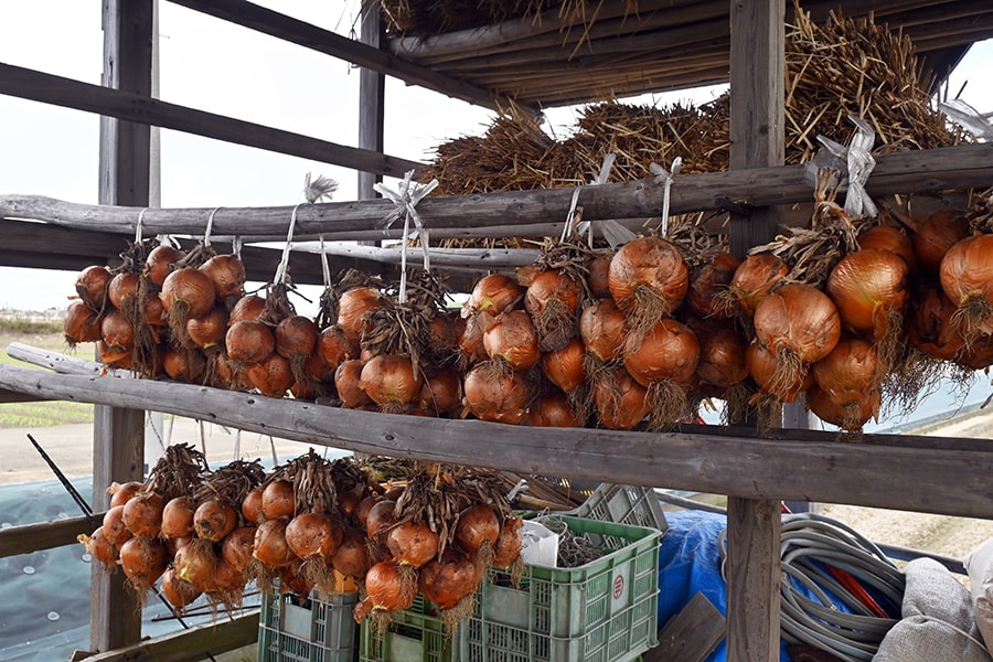 淡路島では収穫時期の異なる3種類の玉ねぎが生産されており、通年、とれたてを手に入れることができます。