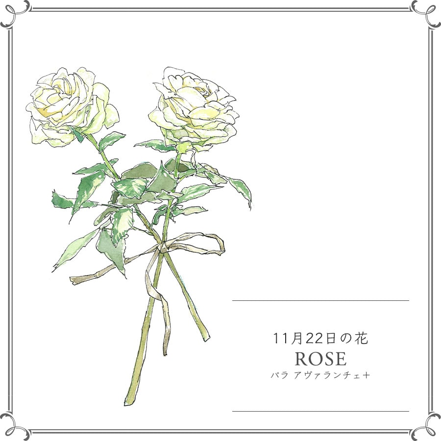 11月22日の花「バラ アヴァランチェ＋」