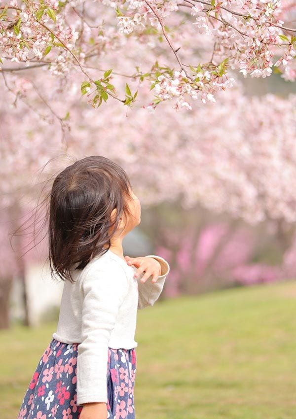 入園前の長女と桜　©上田初美