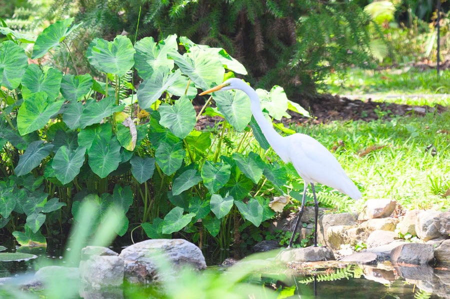 ホテルの中心は湧水を巡らせたウォーターガーデン。白鷺もこの庭が気に入ったよう。