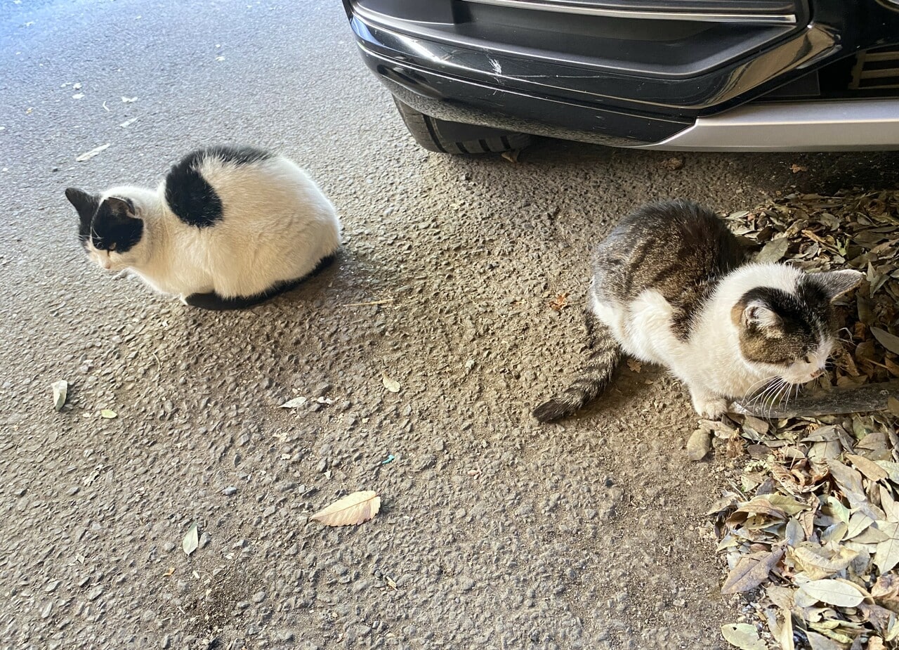 グアバさん（右）とモフさん（左）