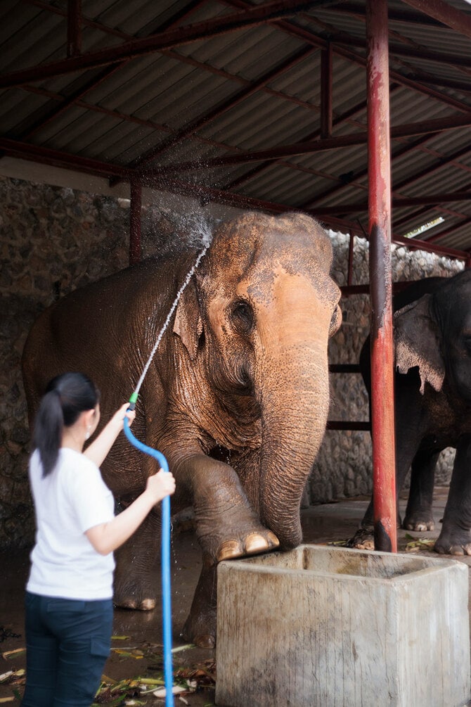 タイ・77歳の象が安らかに過ごす場所 ハッサディン・エレファント