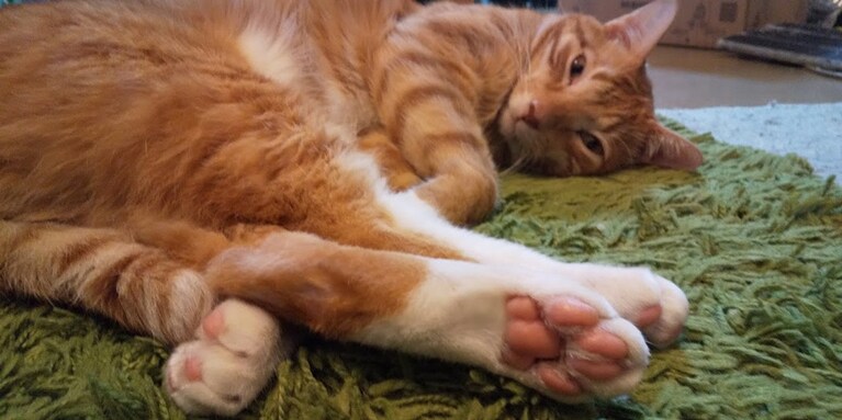 sui ♂ 6歳。家にいる猫の中でもダントツに甘えん坊。いつも構ってほしそうにこちらを見ています。